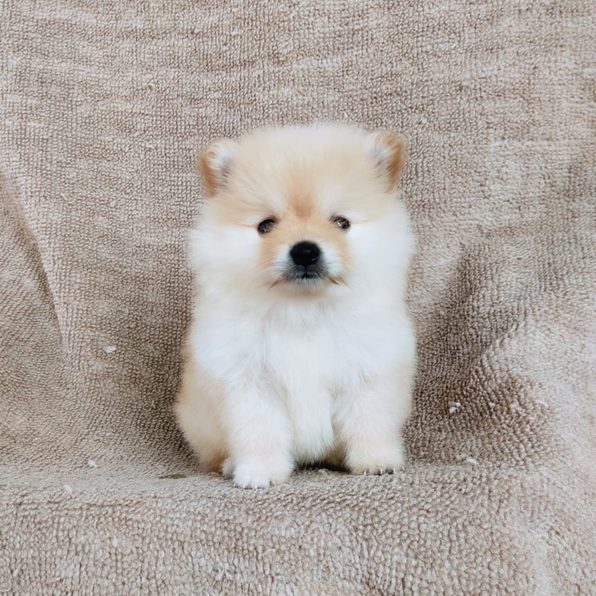 ปอมแท้ไซส์เล็ก7900.- เก็บปลายทาง IDLINE::happyshihtzu4289
