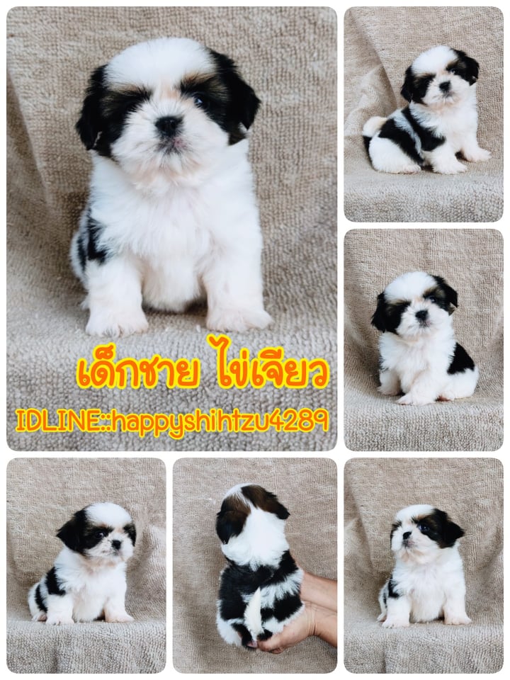 ชิสุแท้ เกรดสวย 5900.-เก็บปลายทาง IDLINE::happyshihtzu4289
