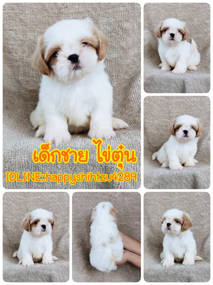 ชิสุแท้ เกรดสวย สีขาวครีมหายาก 6900.-เก็บปลายทาง IDLINE::happyshihtzu4289