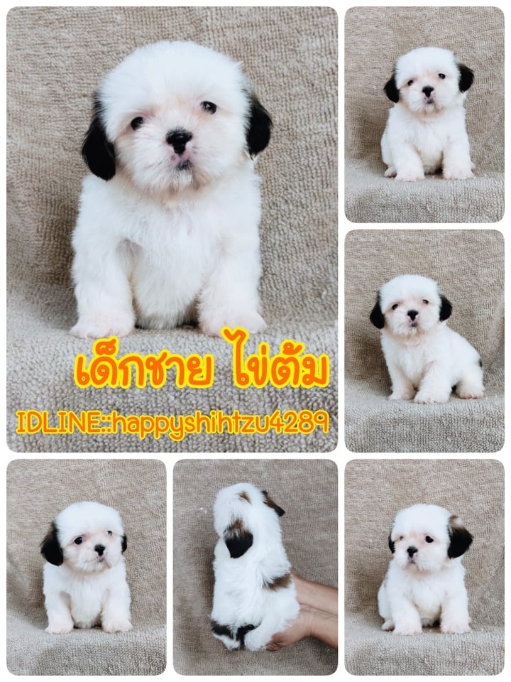 ชิสุแท้ เกรดสวย 5900.-เก็บปลายทาง IDLINE::happyshihtzu4289