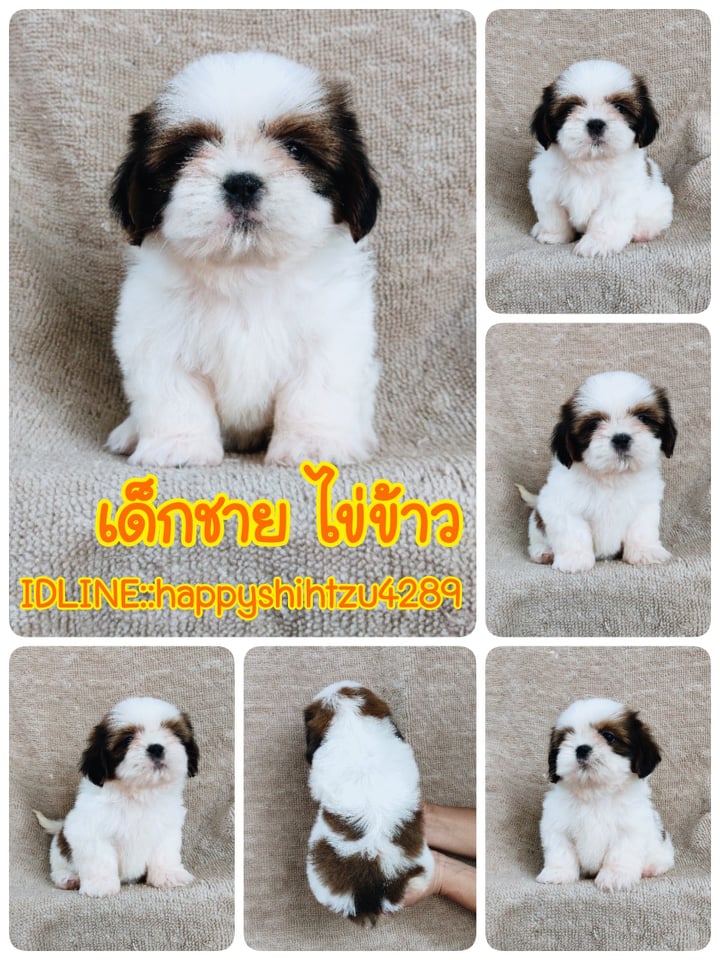 ชิสุแท้ เกรดสวย 5900.-เก็บปลายทาง IDLINE::happyshihtzu4289