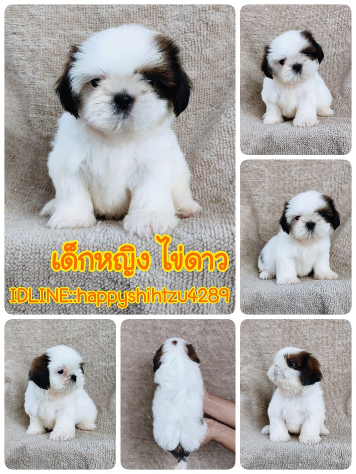 ชิสุแท้ เกรดสวย 5900.-เก็บปลายทาง IDLINE::happyshihtzu4289