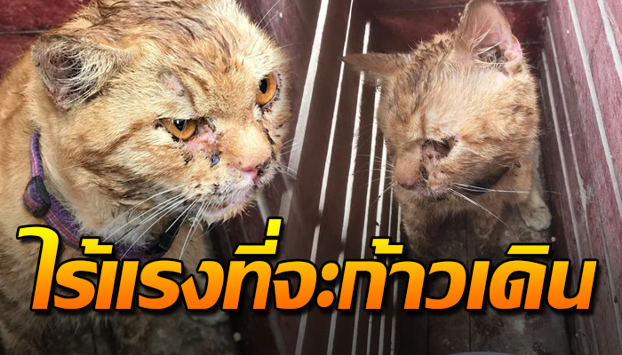 สภาพชีวิตที่ต้องดิ้นรนเหนื่อยล้า มีปลอกคอน้องคงหลงทาง วอนช่วยกันตามหา