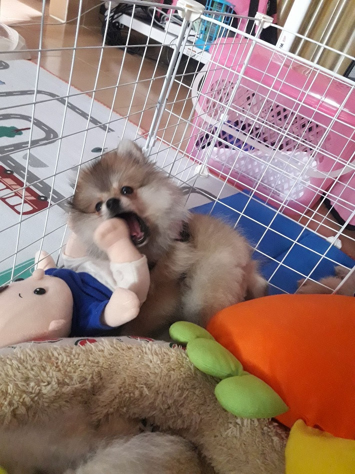 หาบ้านให้น้องปอม เพศเมีย อายุ 4 เดือน