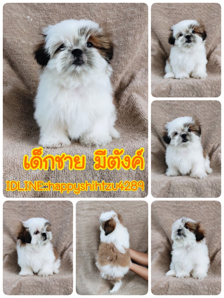ชิสุแท้ เกรดสวย 5900.-เก็บปลายทาง IDLINE::happyshihtzu4289