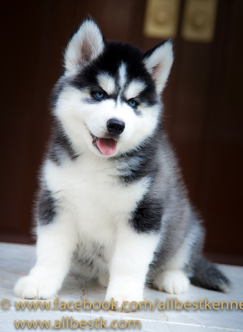 ด่วน คอกใหม่ต้นเดือนไซบีเรียนฮัสกี้คัดเกรดฟาร์มใหญ่สุดในไทยมีให้เลือกกว่า100 ตัว