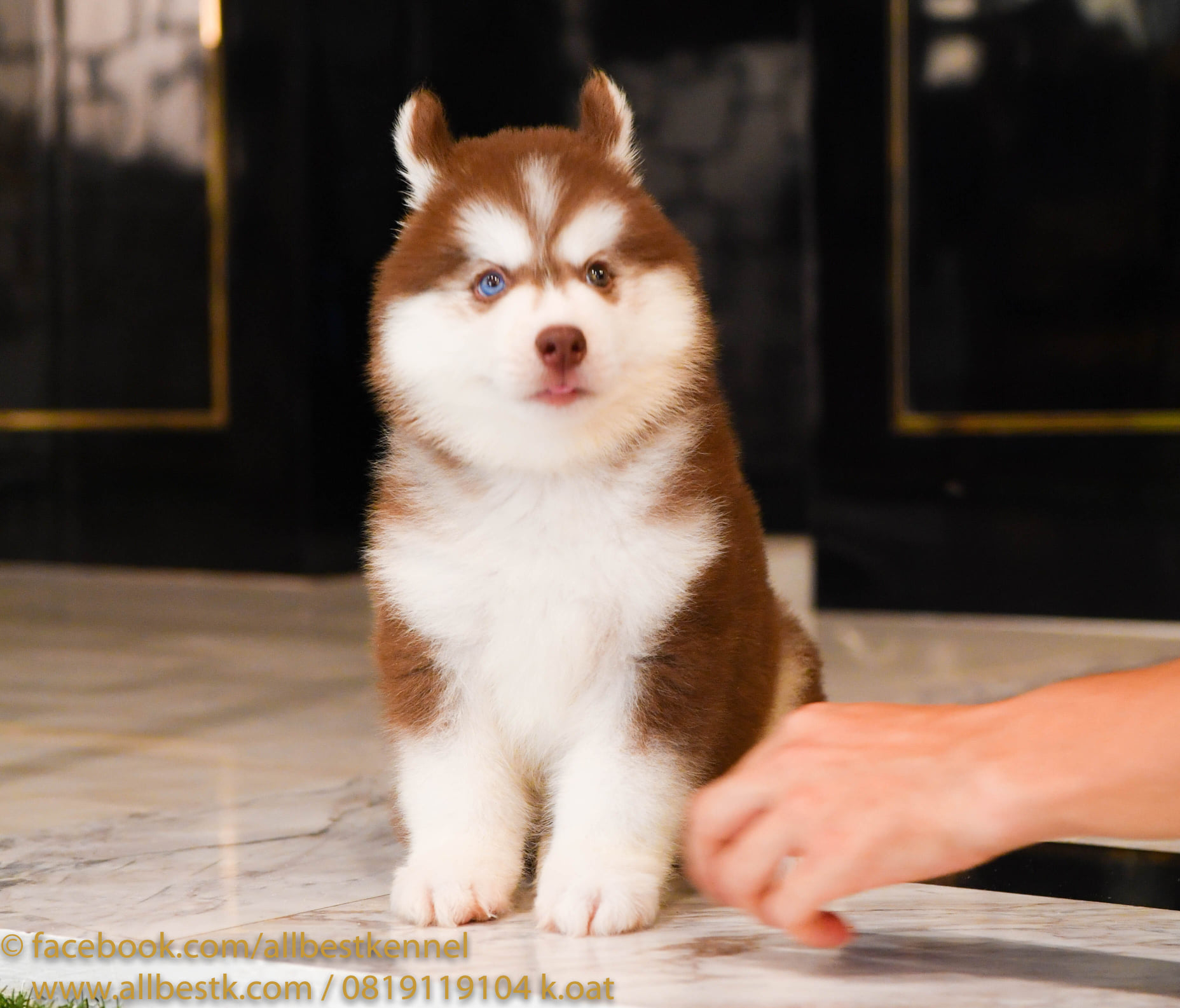มีไซบีเรียนหลายคอกเข้าใหม่ หลายสไตล์ คัดเกรดทุกตัว ที่ allbest kennal
