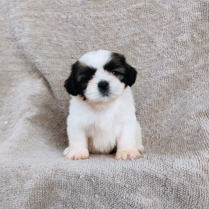 ชิสุ95%ชิสุผสม5500.- เก็บปลายทาง มีปะกันสุขภาพline::happyshihtzu4289