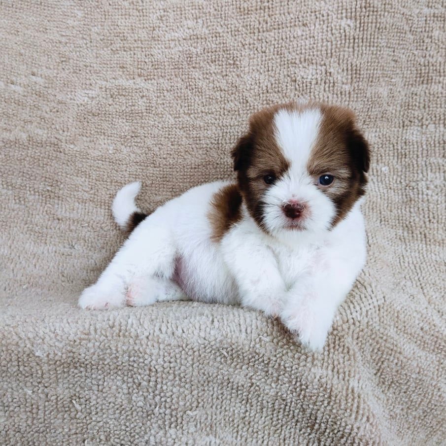 ชิสุผสมปอมจมูกตับตาสีเทา4900.- เก็บปลายทาง มีปะกันสุขภาพline::happyshihtzu4289