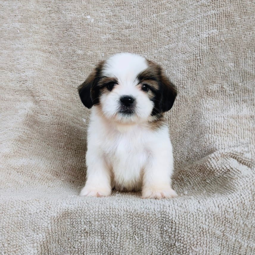 ชิสุ95%ชิสุผสม5500.- เก็บปลายทาง มีปะกันสุขภาพline::happyshihtzu4289
