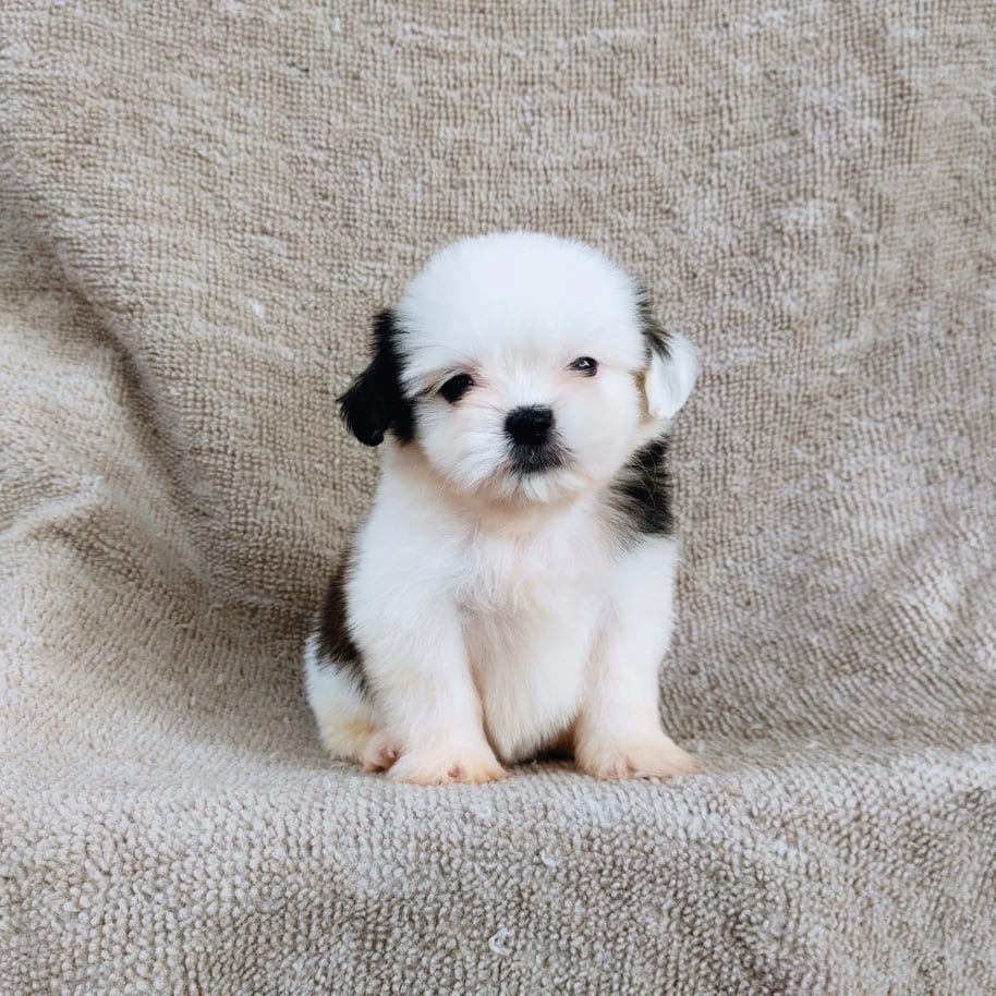 ชิสุ95%ชิสุผสม5500.- เก็บปลายทาง มีปะกันสุขภาพline::happyshihtzu4289
