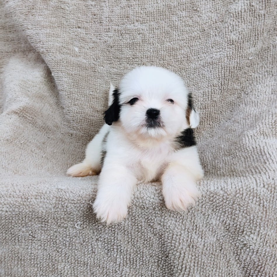 ชิสุ95%ชิสุผสม5500.- เก็บปลายทาง มีปะกันสุขภาพline::happyshihtzu4289
