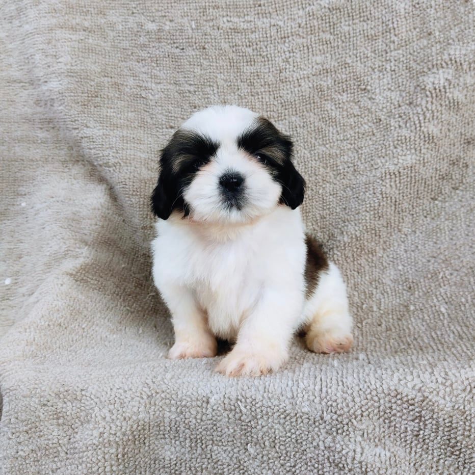 ชิสุ95%ชิสุผสม5500.- เก็บปลายทาง มีปะกันสุขภาพline::happyshihtzu4289