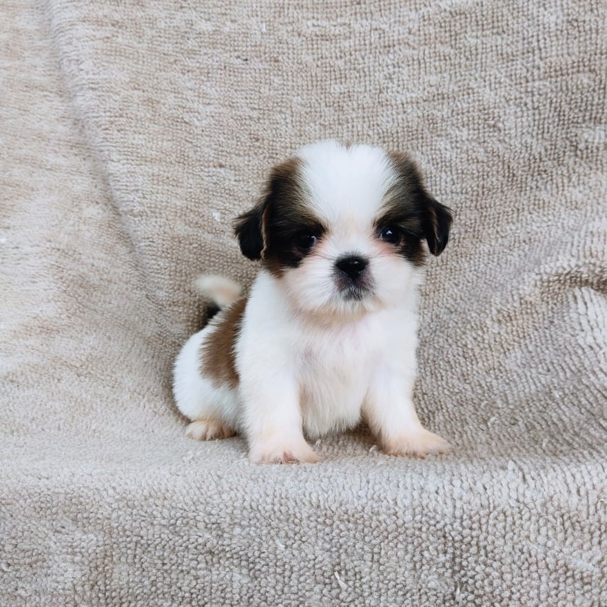 ชิสุ95%ชิสุผสม5500.- เก็บปลายทาง มีปะกันสุขภาพline::happyshihtzu4289