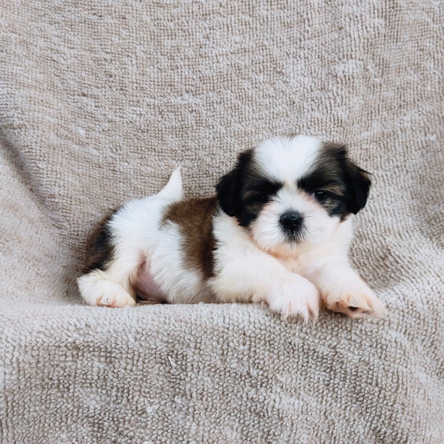 ชิสุ95%ชิสุผสม5500.- เก็บปลายทาง มีปะกันสุขภาพline::happyshihtzu4289