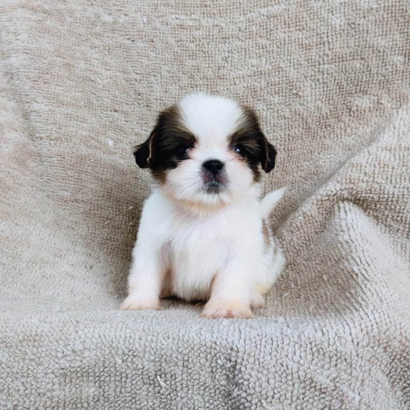 ชิสุ95%ชิสุผสม5500.- เก็บปลายทาง มีปะกันสุขภาพline::happyshihtzu4289