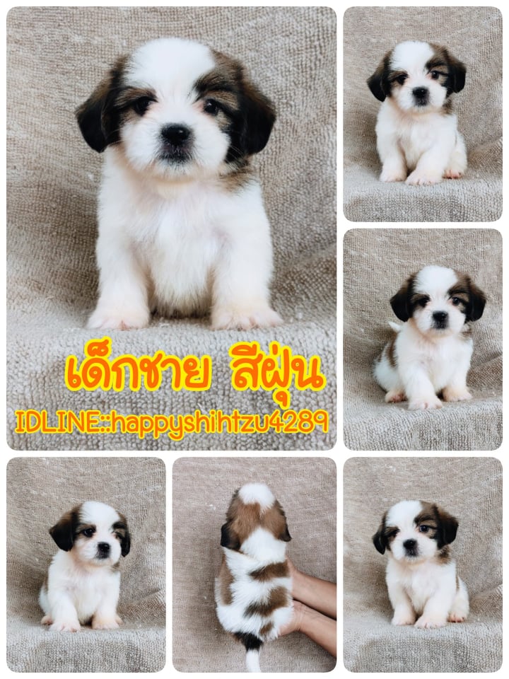 ชิสุ95%ชิสุผสม5500.- เก็บปลายทาง มีปะกันสุขภาพline::happyshihtzu4289