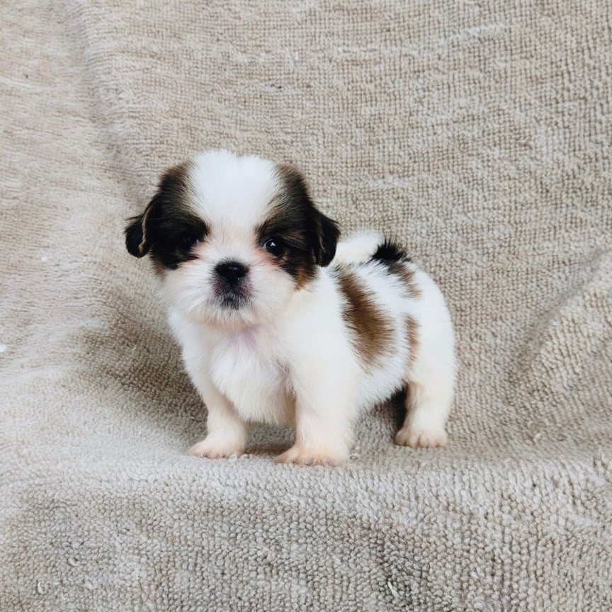 ชิสุ95%ชิสุผสม5500.- เก็บปลายทาง มีปะกันสุขภาพline::happyshihtzu4289