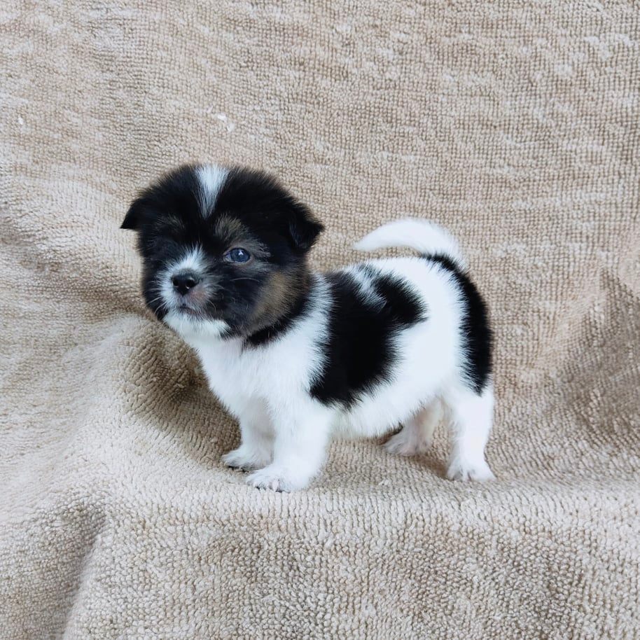 ชิสุผสมปอม3500.- เก็บปลายทาง มีปะกันสุขภาพline::happyshihtzu4289