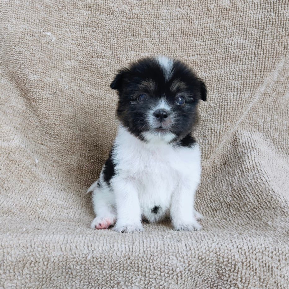 ชิสุผสมปอม3500.- เก็บปลายทาง มีปะกันสุขภาพline::happyshihtzu4289