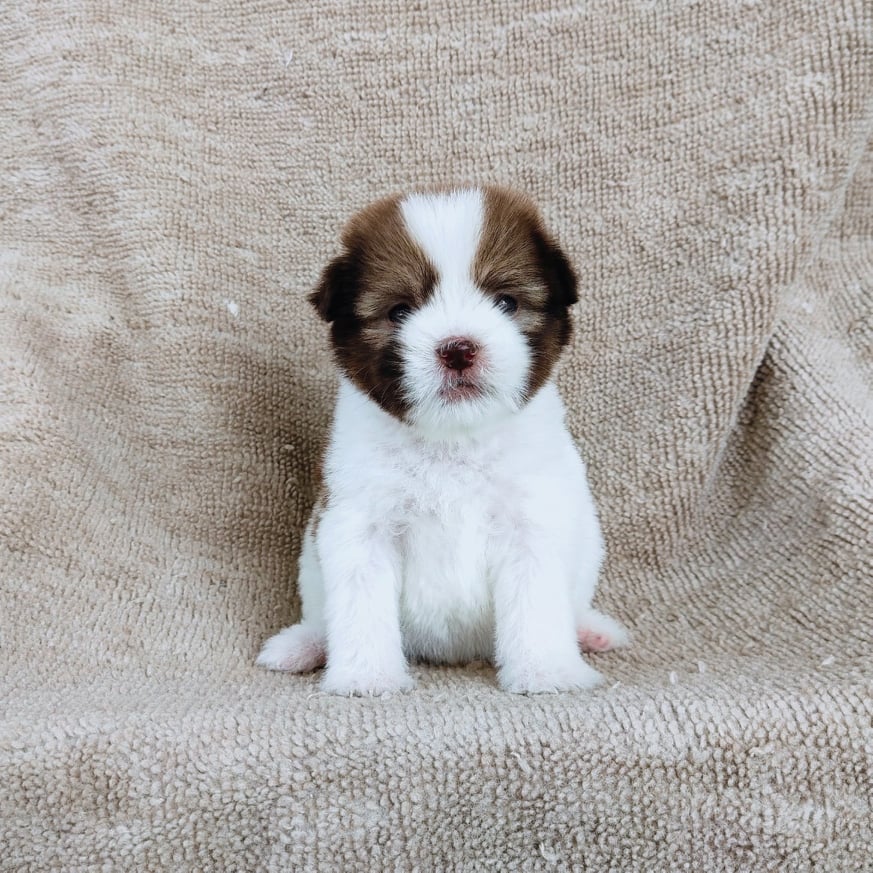 ชิสุผสมปอมจมูกตับตาสีเทา4900.- เก็บปลายทาง มีปะกันสุขภาพline::happyshihtzu4289