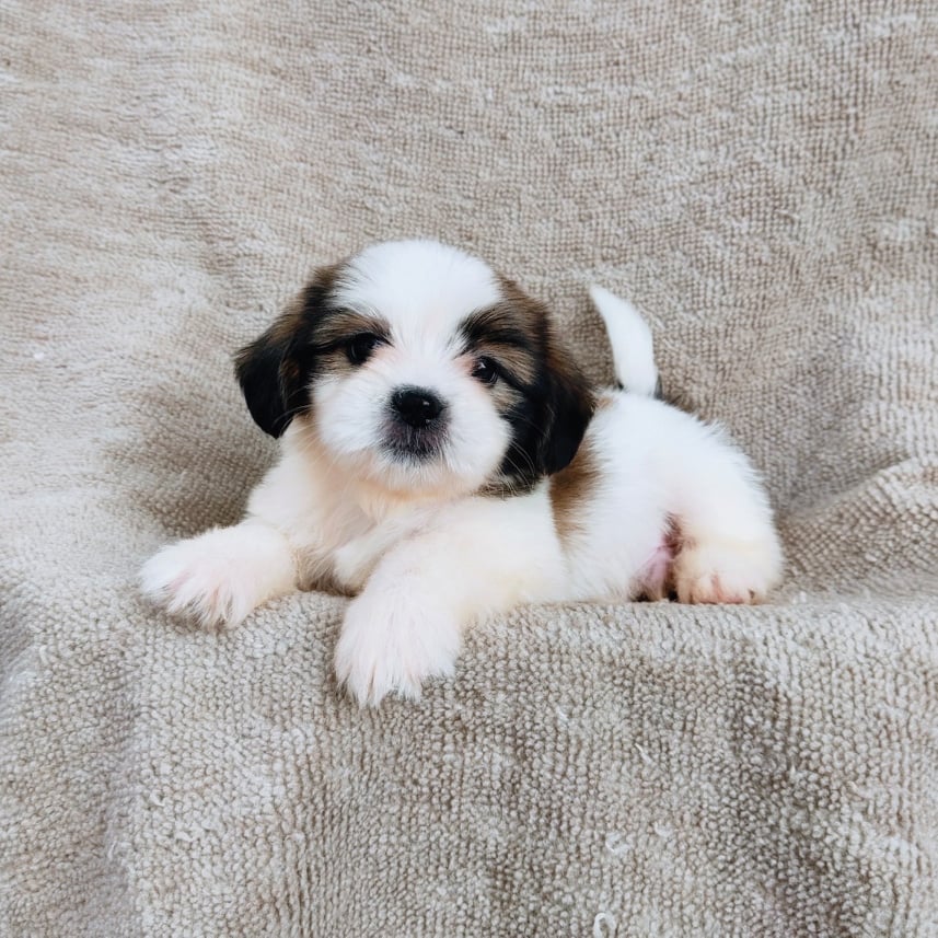 ชิสุ95%ชิสุผสม5500.- เก็บปลายทาง มีปะกันสุขภาพline::happyshihtzu4289
