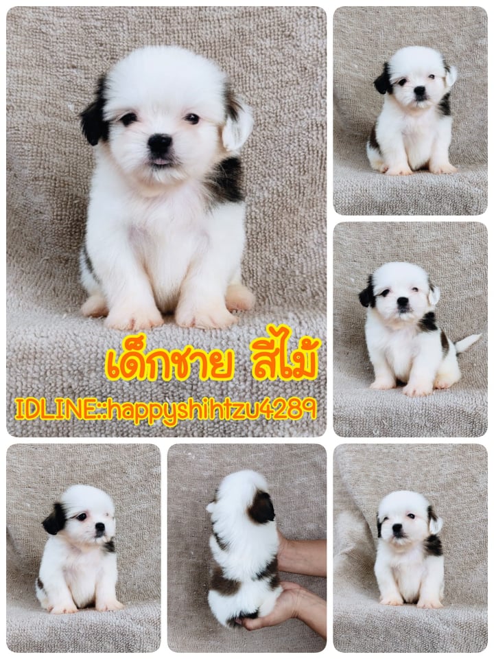 ชิสุ95%ชิสุผสม5500.- เก็บปลายทาง มีปะกันสุขภาพline::happyshihtzu4289