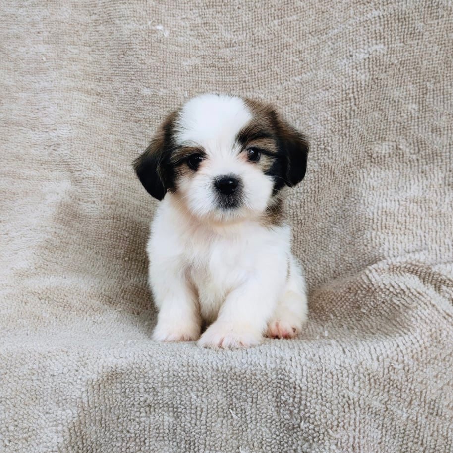 ชิสุ95%ชิสุผสม5500.- เก็บปลายทาง มีปะกันสุขภาพline::happyshihtzu4289