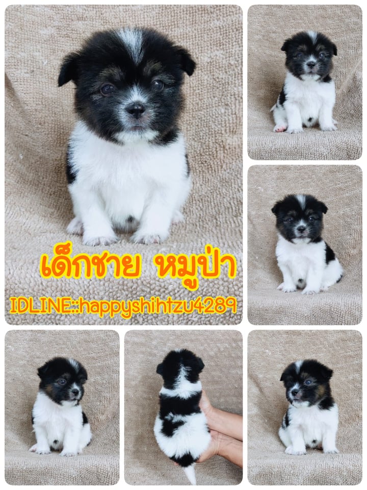 ชิสุผสมปอม3500.- เก็บปลายทาง มีปะกันสุขภาพline::happyshihtzu4289