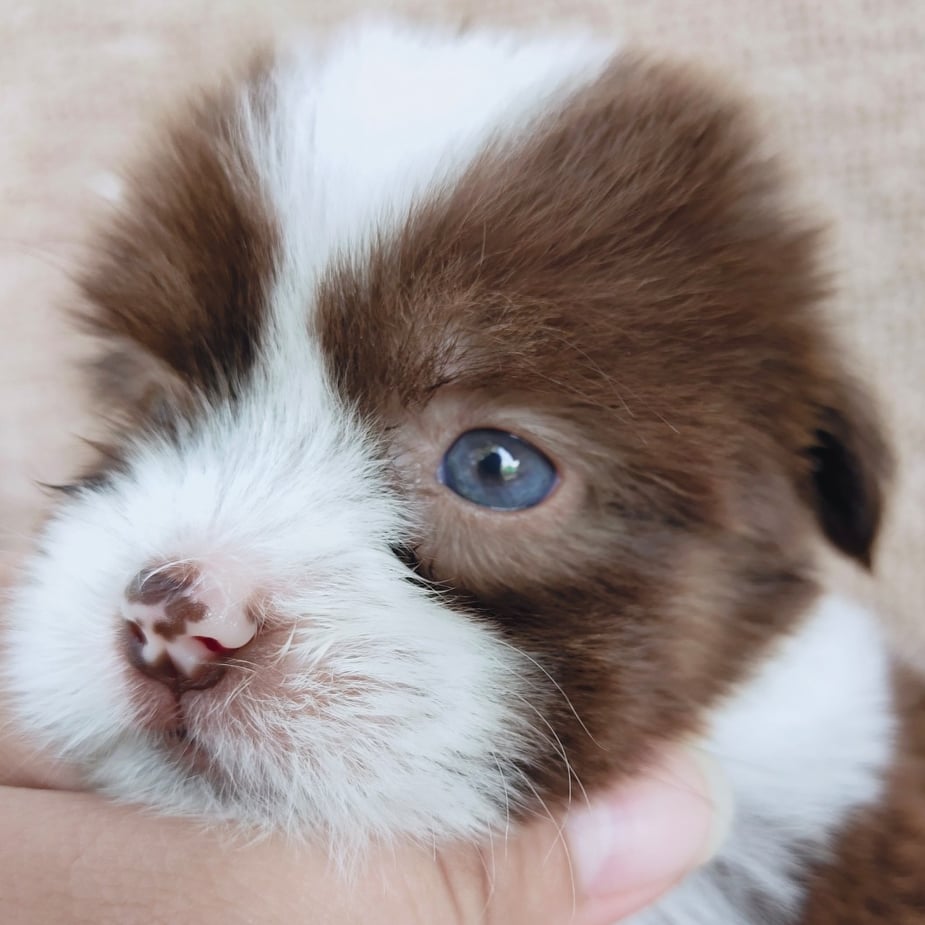 ชิสุผสมปอมจมูกตับตาสีเทา4900.- เก็บปลายทาง มีปะกันสุขภาพline::happyshihtzu4289