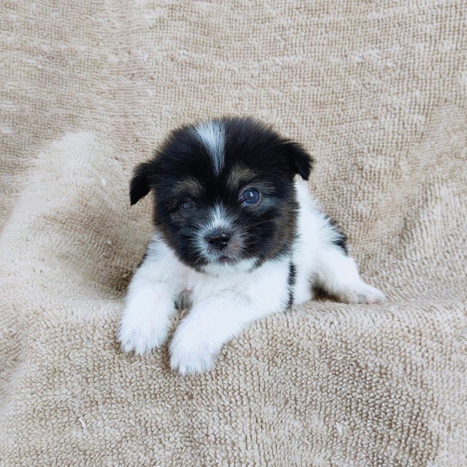 ชิสุผสมปอม3500.- เก็บปลายทาง มีปะกันสุขภาพline::happyshihtzu4289