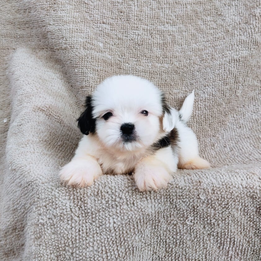 ชิสุ95%ชิสุผสม5500.- เก็บปลายทาง มีปะกันสุขภาพline::happyshihtzu4289