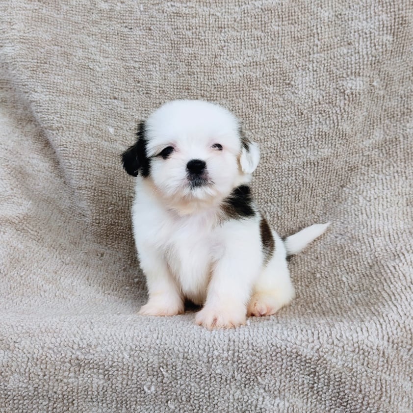 ชิสุ95%ชิสุผสม5500.- เก็บปลายทาง มีปะกันสุขภาพline::happyshihtzu4289