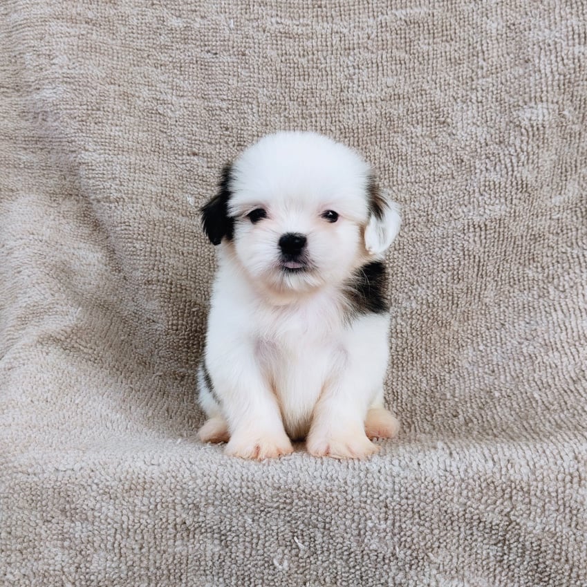 ชิสุ95%ชิสุผสม5500.- เก็บปลายทาง มีปะกันสุขภาพline::happyshihtzu4289