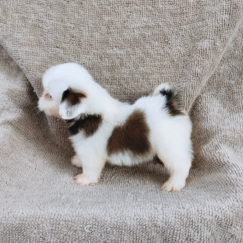 ชิสุ95%ชิสุผสม5500.- เก็บปลายทาง มีปะกันสุขภาพline::happyshihtzu4289