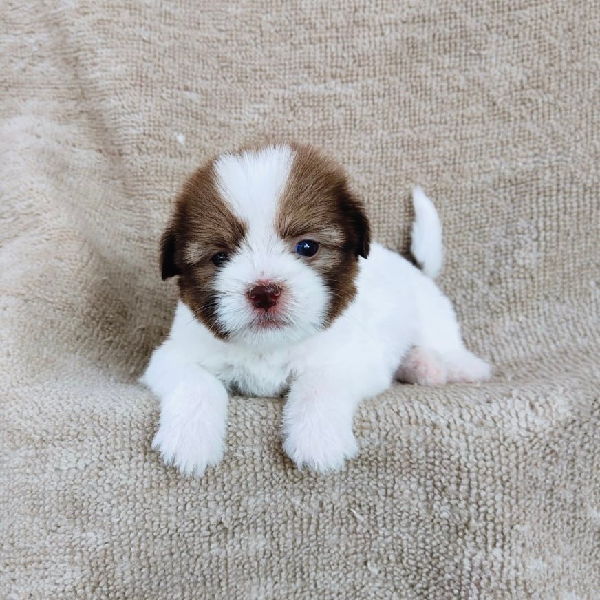 ชิสุผสมปอมจมูกตับตาสีเทา4900.- เก็บปลายทาง มีปะกันสุขภาพline::happyshihtzu4289