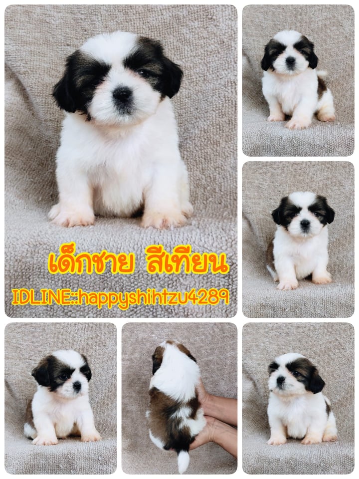 ชิสุ95%ชิสุผสม5500.- เก็บปลายทาง มีปะกันสุขภาพline::happyshihtzu4289
