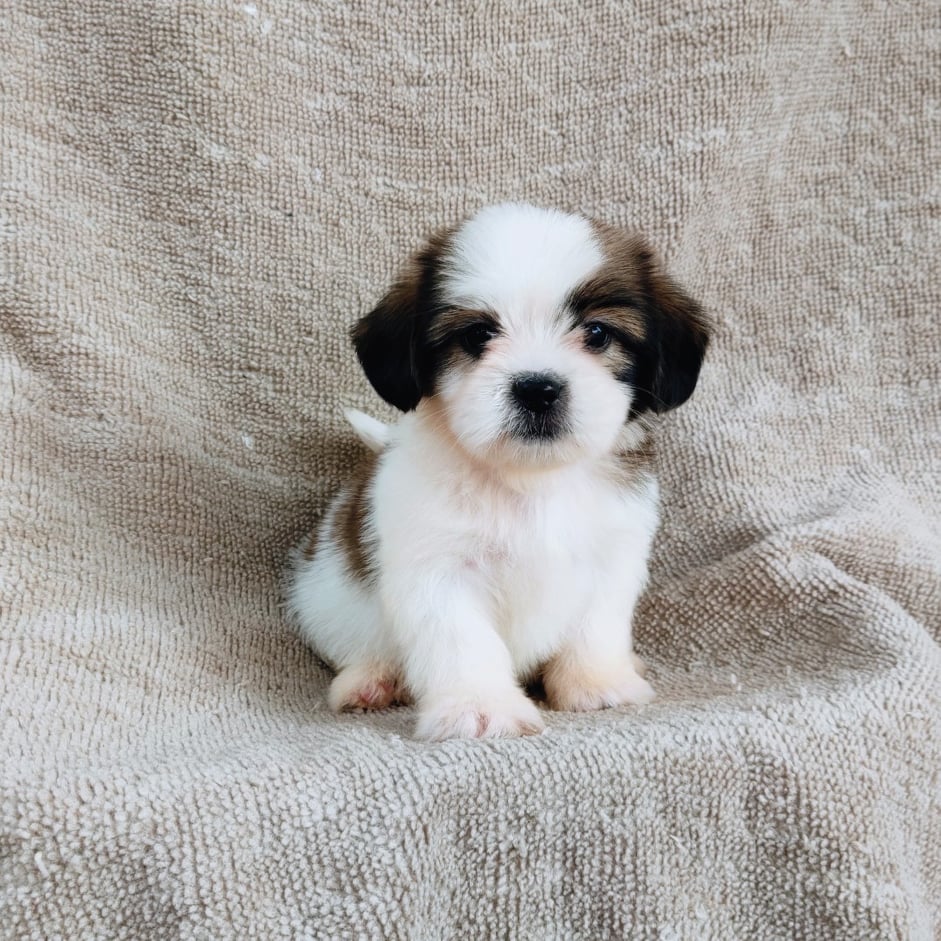 ชิสุ95%ชิสุผสม5500.- เก็บปลายทาง มีปะกันสุขภาพline::happyshihtzu4289