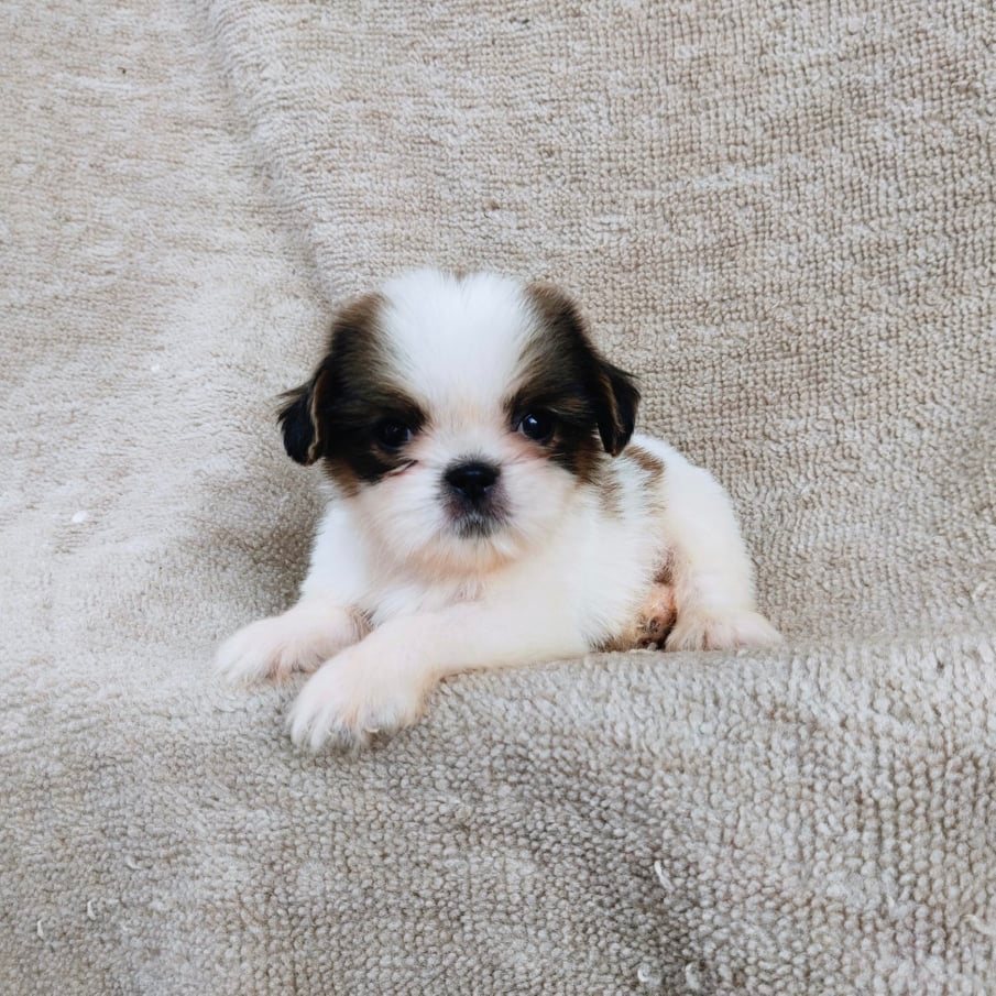 ชิสุ95%ชิสุผสม5500.- เก็บปลายทาง มีปะกันสุขภาพline::happyshihtzu4289