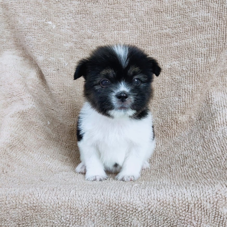 ชิสุผสมปอม3500.- เก็บปลายทาง มีปะกันสุขภาพline::happyshihtzu4289