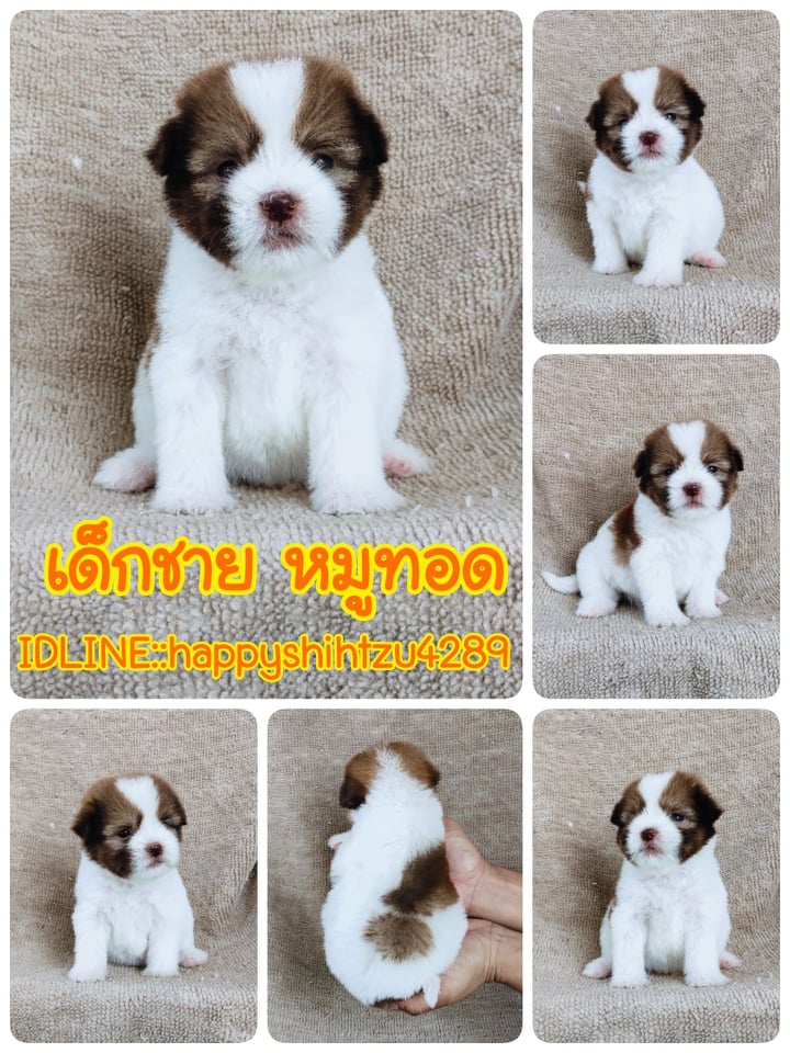 ชิสุผสมปอมจมูกตับตาสีเทา4900.- เก็บปลายทาง มีปะกันสุขภาพline::happyshihtzu4289