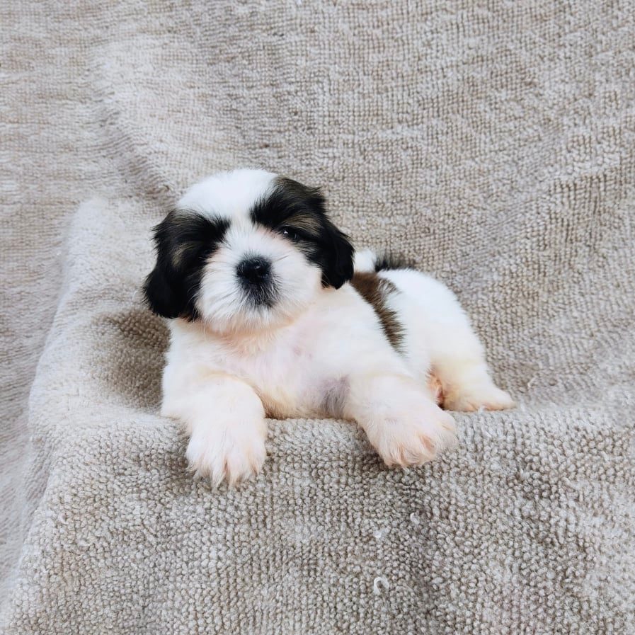 ชิสุ95%ชิสุผสม5500.- เก็บปลายทาง มีปะกันสุขภาพline::happyshihtzu4289