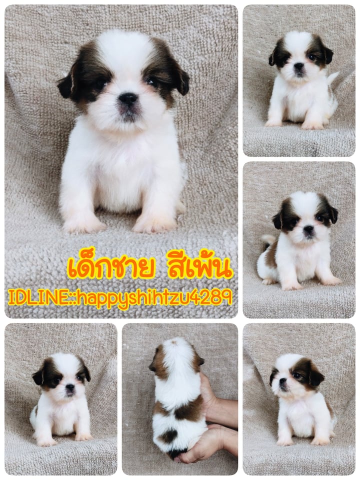 ชิสุ95%ชิสุผสม5500.- เก็บปลายทาง มีปะกันสุขภาพline::happyshihtzu4289