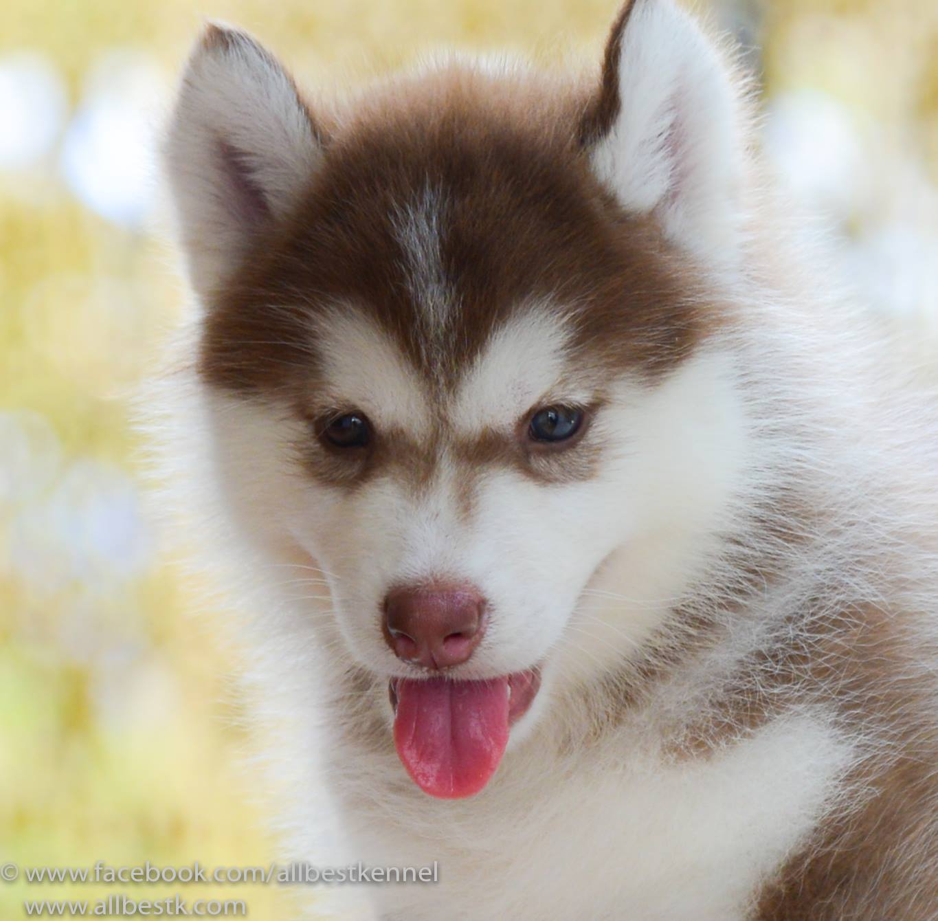 เข้าใหม่ไซบีเรียนหลายคอกเข้าใหม่ หลายสไตล์ คัดเกรดทุกตัว ที่ allbest kennal