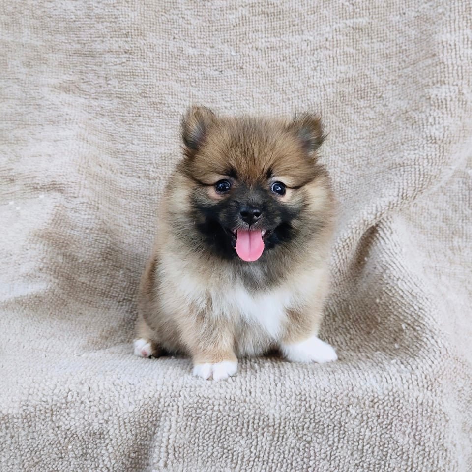 ปอมแท้7900.- เก็บปลายทาง มีปะกันสุขภาพเทสลำไส้ line::happyshihtzu4289