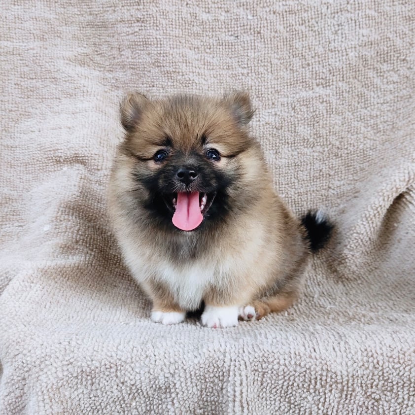 ปอมแท้7900.- เก็บปลายทาง มีปะกันสุขภาพเทสลำไส้ line::happyshihtzu4289