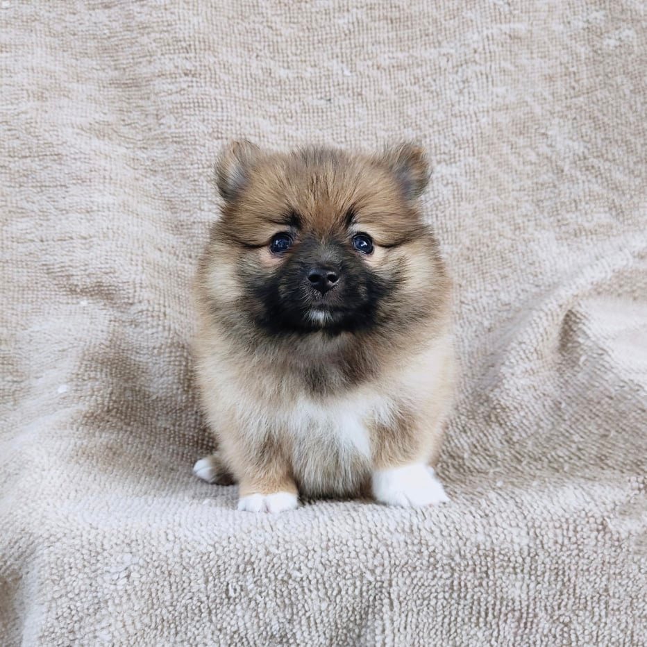 ปอมแท้7900.- เก็บปลายทาง มีปะกันสุขภาพเทสลำไส้ line::happyshihtzu4289