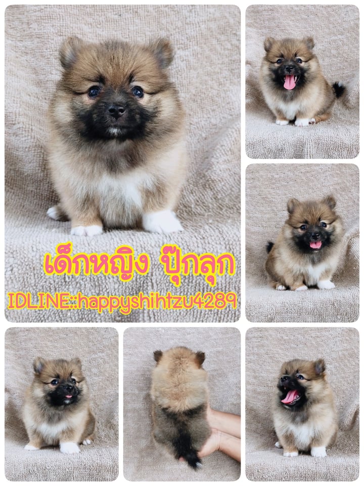 ปอมแท้7900.- เก็บปลายทาง มีปะกันสุขภาพเทสลำไส้ line::happyshihtzu4289
