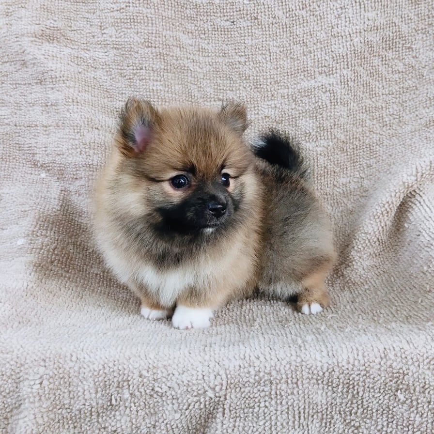 ปอมแท้7900.- เก็บปลายทาง มีปะกันสุขภาพเทสลำไส้ line::happyshihtzu4289