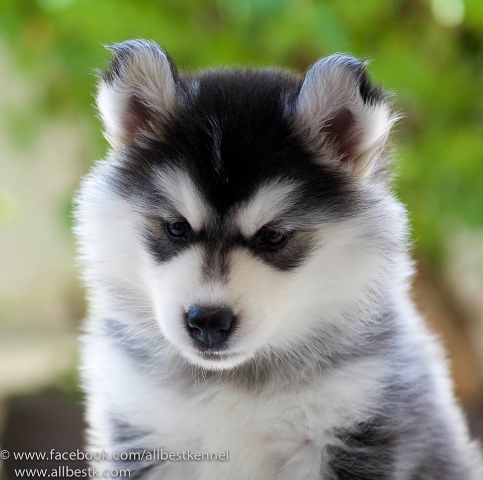ฟาร์มไซบีเรียนฮัสกี้ เกรดคุณภาพ Allbest kennel เราคัดสรรสิ่งที่ดีที่สุดเพื่อคุ